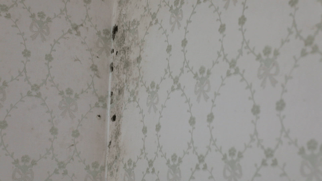 Mold growing on a patterned wallpaper