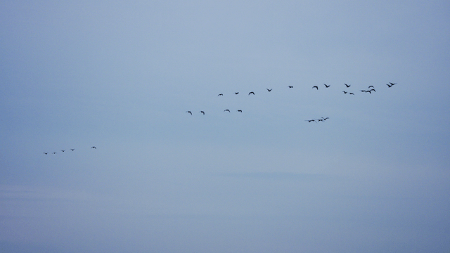 Flock of birds flying across the blue sky