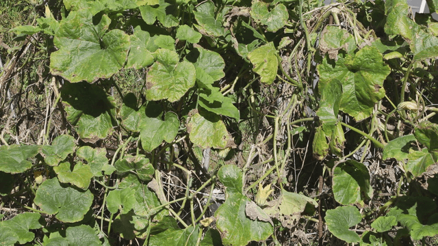 Green leaves of a plant in sunlight