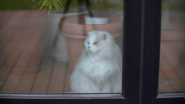 Fluffy white cat behind a glass window