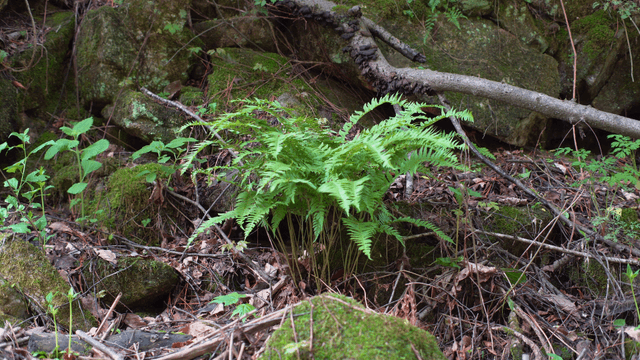 Fern growing between moss-covered rocks