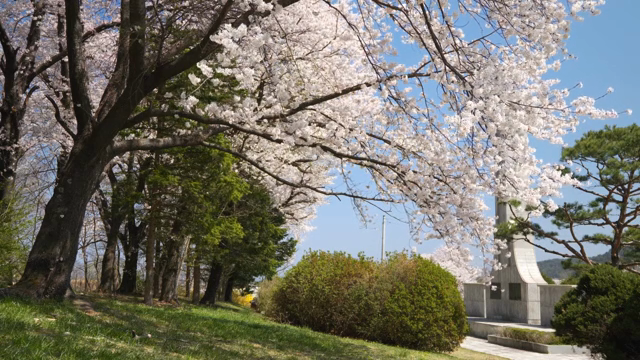 공원에서 만개한 벚꽃