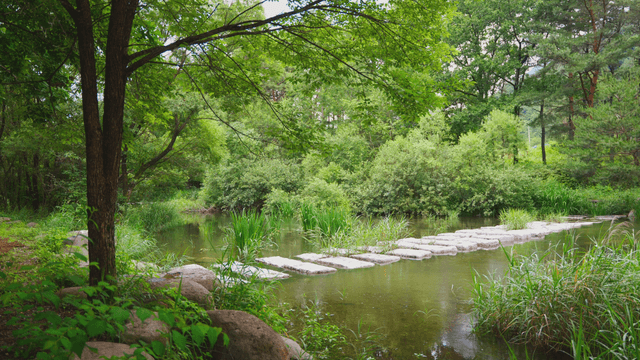 A tranquil forest with a small stream