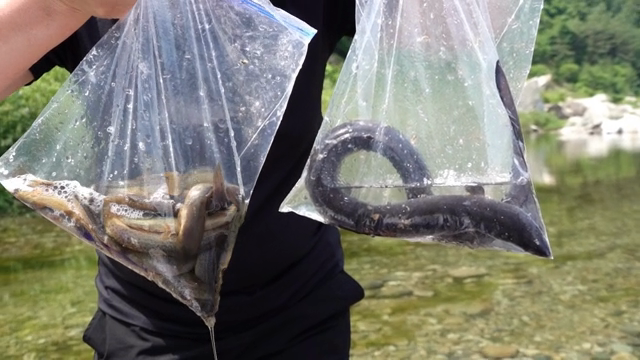Person holding bags with live eels and loaches by a river