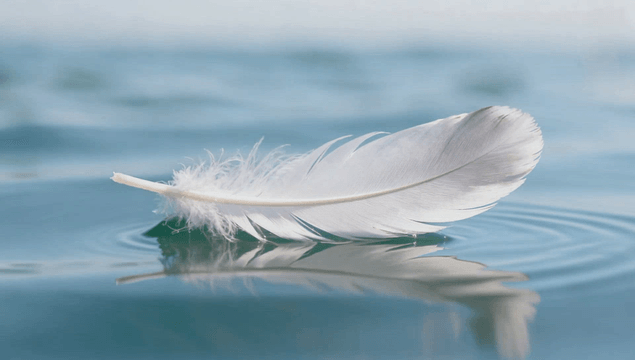 White feather floating on calm water