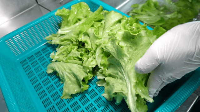 Freshly washed lettuce placed on a tray