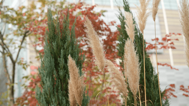 Autumn pampas leaves and trees in a garden