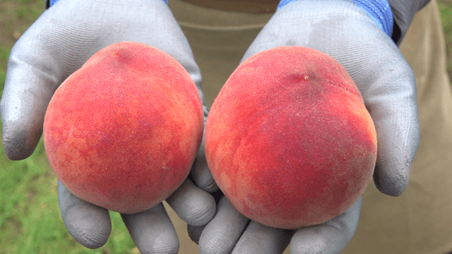 Hands holding two ripe peaches