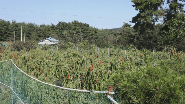 Peaceful farm with green crops