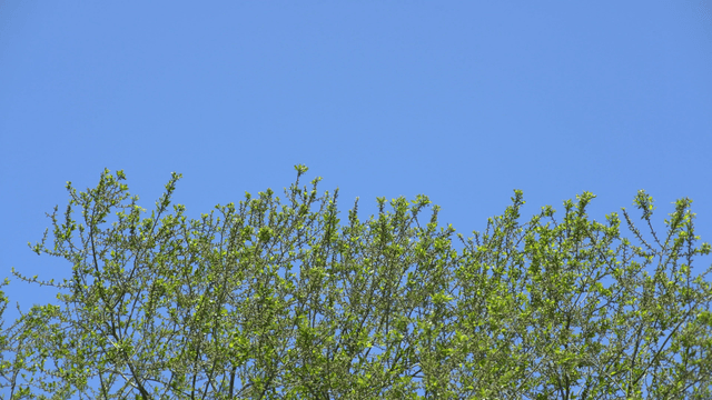 Green tree branches against a clear blue sky