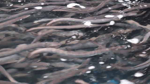 Eels swimming in large water tank
