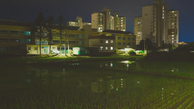 Night view of a rice field with streetlights