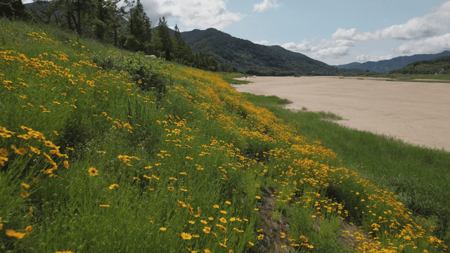 Yellow coreopsis blooming in wild field