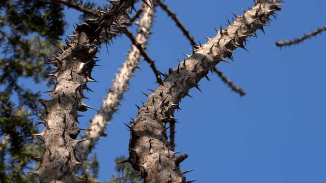 Thorny branches under the blue sky