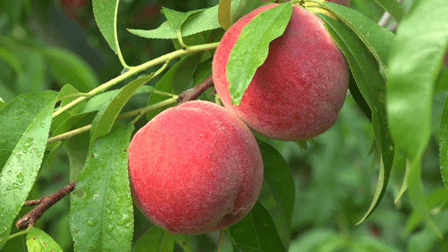 Two ripe peach fruits