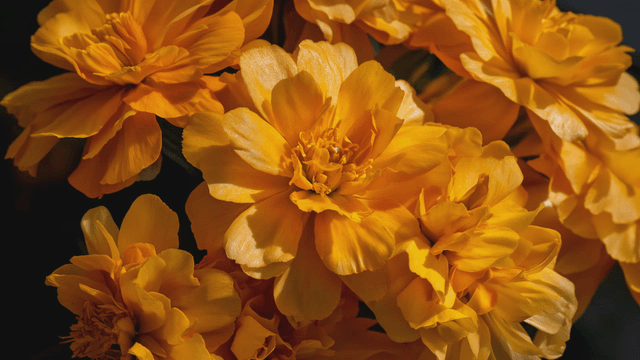 Bright yellow blossoms in light