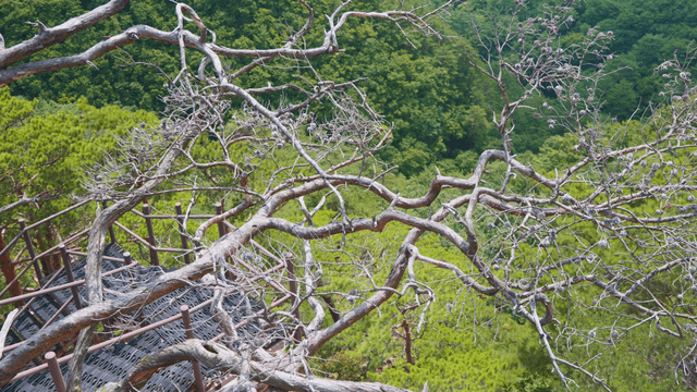 Dry branch in green forest