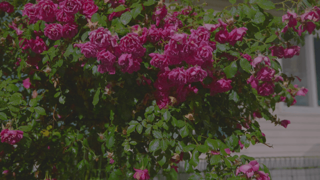 Vibrant pink roses in full bloom