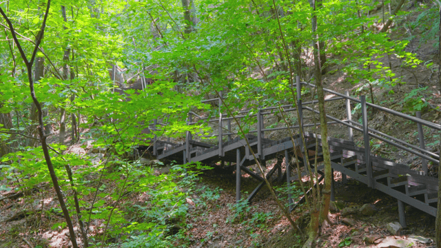 Wooden stairway in green forest