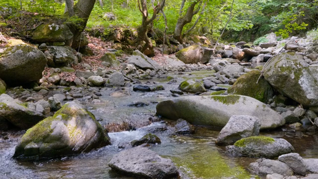 A tranquil forest stream with rocks