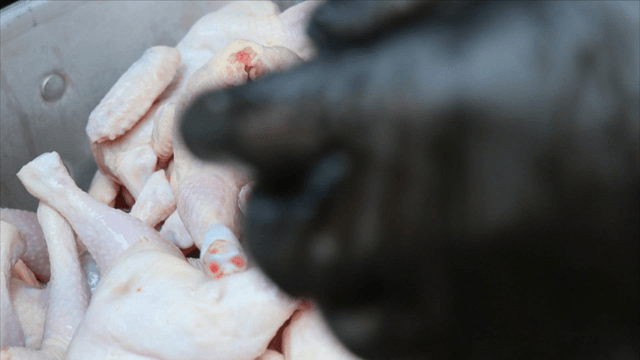 Handling raw chicken pieces placed on ice