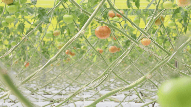 Tomatoes growing in a greenhouse