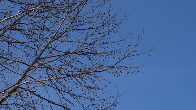 Winter tree branches against clear sky