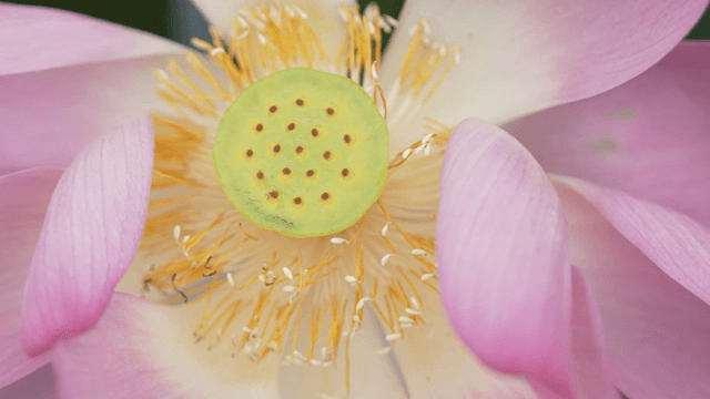 Yellow stamens inside pale pink lotus