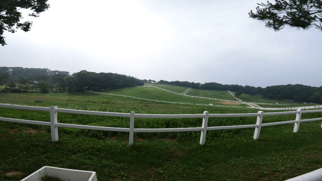 A vast green field with white fences