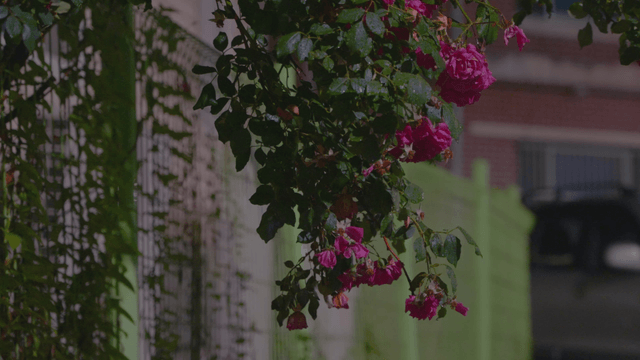 Pink roses blooming beyond the fence at night