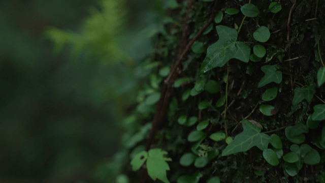 Green leaves on tree trunk