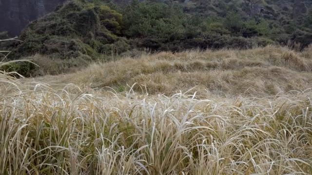A serene grassy field with lush greenery