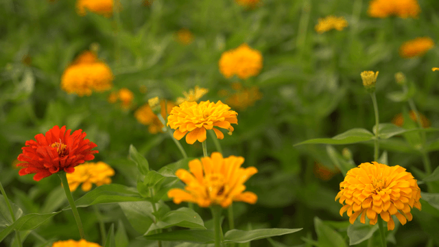 정원에서 피어나는 화려한 꽃들