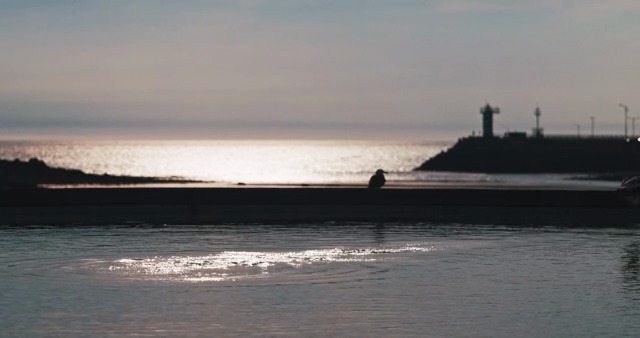 Seagull resting on the sea at sunset