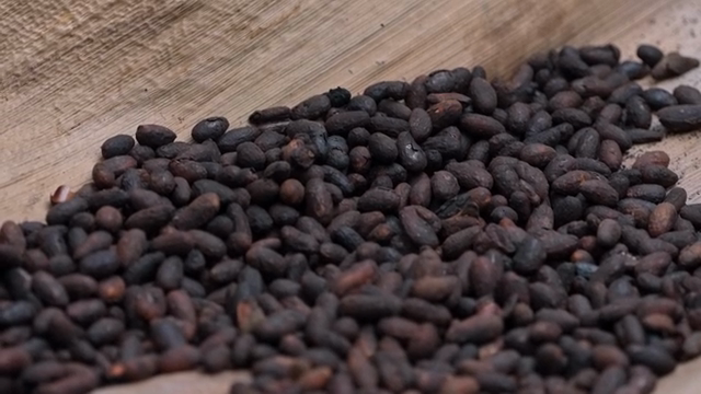 Roasted cacao beans spread on a wooden surface