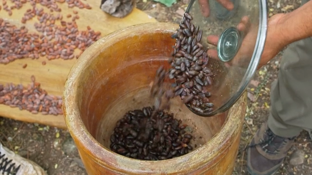 Cacao beans being poured into a pot