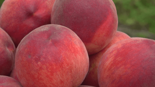 Fresh peaches stacked in a basket