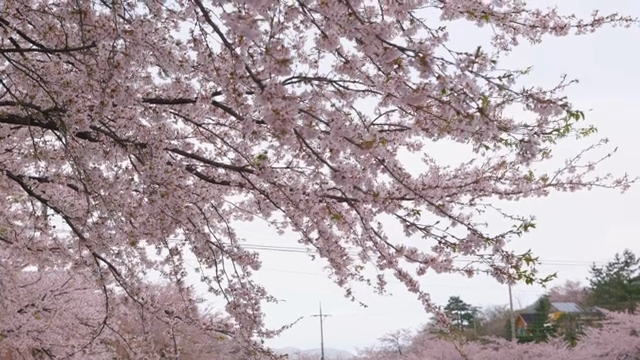 벚꽃이 늘어선 경치 좋은 도로