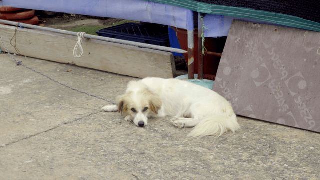 Dog resting on a concrete floor