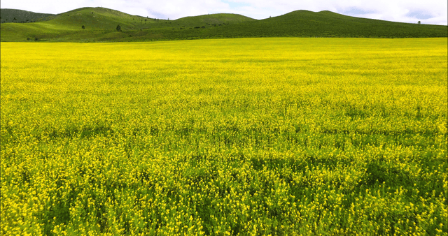 A vast field of yellow flowers under a sky