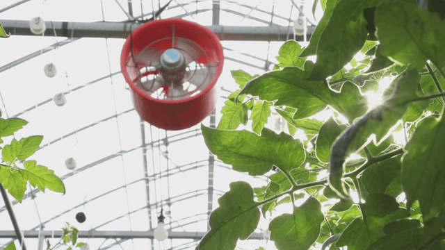 Sunlight filtering through greenhouse leaves