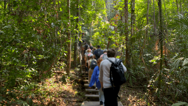 People hiking through a lush forest trail