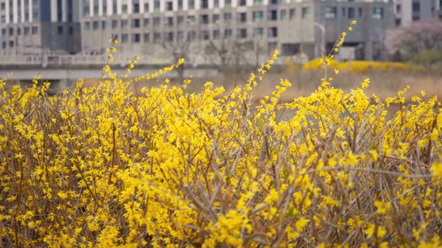 Yellow flowers blooming near a cityscape