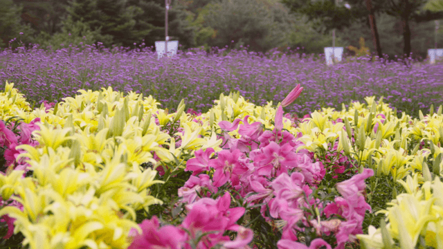 Vibrant field of yellow and pink lilies
