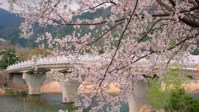Cherry blossoms near a bridge over a river