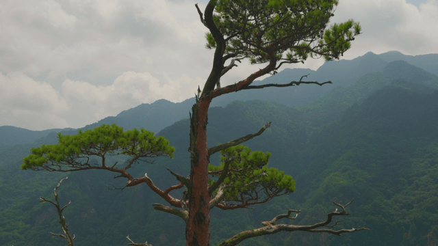 Lonely tree on a cloudy mountain