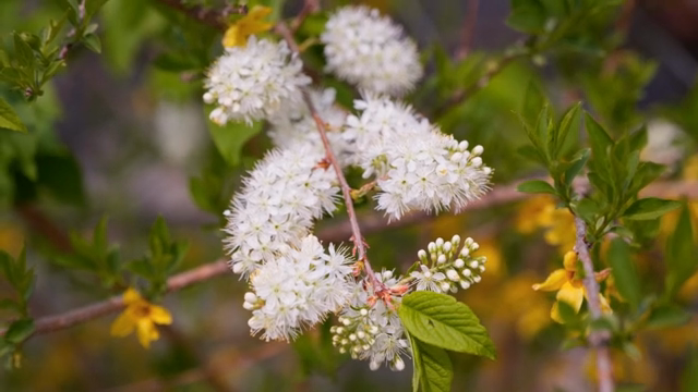 White flowers blooming on a branch