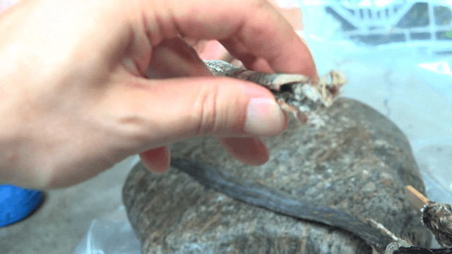Hand Touching Dried Daegengi Flattened with Hammer