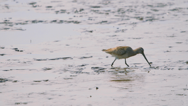 Sandpiper foraging in the muddy tidal wetland