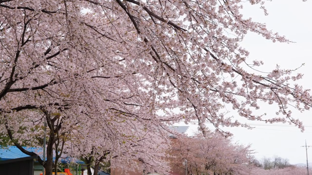 Cherry blossoms in full bloom on a street